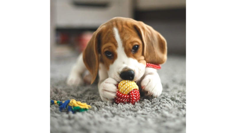 Pet